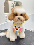 모여라솜뭉치 대구강아지 호텔&미용