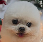 안산 크라운애견미용학원