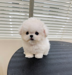 강아지분양 케이퍼피 청담점