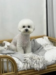 디어댕