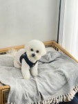 디어댕