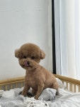 디어댕