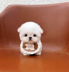 강아지분양 케이퍼피 청담점