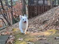 도그캠프 김포점