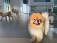 포독 강아지 유치원 호텔