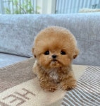 강아지분양 케이퍼피 청담점