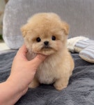 강아지분양 케이퍼피 청담점