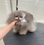 강아지분양 케이퍼피 청담점