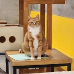 야옹야옹캣카페