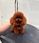 강아지분양 케이퍼피 청담점