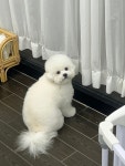 디어댕