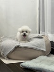 디어댕