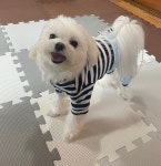 하이몽몽 애견유치원 애견카페 애견호텔