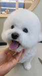 그린펫그루밍