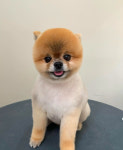 와다다 펫 그루밍