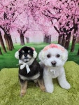 포동이펫살롱
