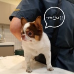 솔리스텔라 애견미용