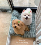 와다다 펫 그루밍