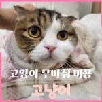고양이무마취미용 고냥이