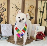 똥강쥐