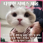 고양이무마취미용 고냥이