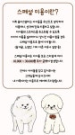 솔리스텔라 애견미용