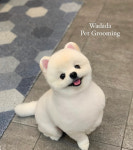 와다다 펫 그루밍