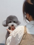멍멍아산책가자