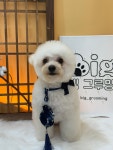 빅그루밍
