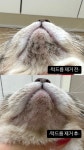 몽실캣