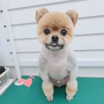 펫식당, 애견용품 애견미용