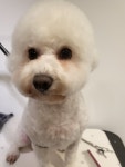 단아한펫
