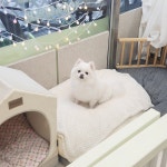 슈독펫살롱
