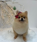 메리멍