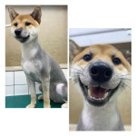 펫식당, 애견용품 애견미용