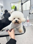 메리멍