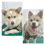 펫식당, 애견용품 애견미용