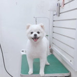 펫식당, 애견용품 애견미용