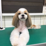 펫식당, 애견용품 애견미용