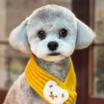 멍스테이 애견미용 애견호텔 수원점