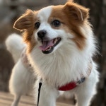 멍스테이 애견미용 애견호텔 수원점