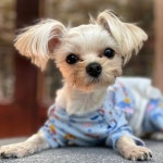 멍스테이 애견미용 애견호텔 수원점