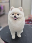 딩동댕펫살롱