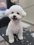 딩동댕펫살롱