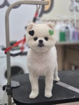 딩동댕펫살롱