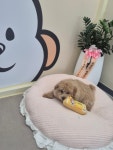 딩동댕펫살롱