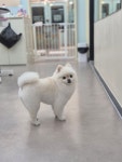 딩동댕펫살롱