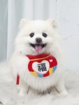 퍼피쌀롱 애견미용실