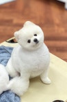 브라운펫살롱