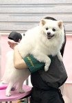 비비펫살롱